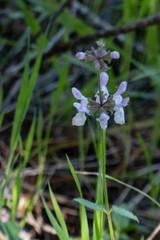 Stachys rigida rigida