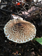 Lepiota cortinarius