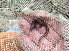 Desmognathus carolinensis