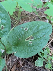 Nemorimyza posticata