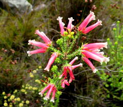 Erica versicolor