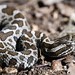 Massasauga - Photo (c) edporopat, some rights reserved (CC BY-NC), uploaded by edporopat