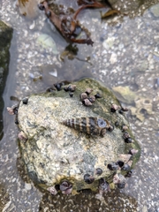 Batillaria attramentaria