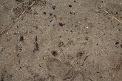 Aonyx capensis capensis