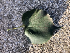 Populus deltoides monilifera