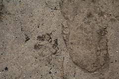 Aonyx capensis capensis