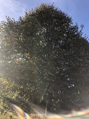 Populus deltoides monilifera