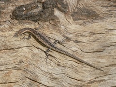 Cryptoblepharus pannosus