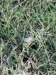 Diastictis