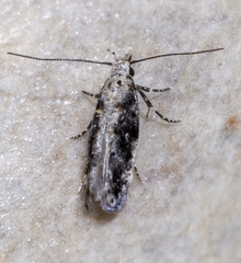 Coleotechnites florae