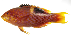 Bodianus perditio