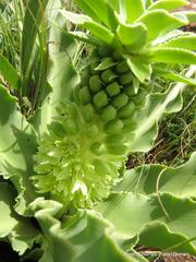Eucomis autumnalis clavata