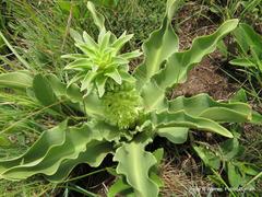 Eucomis autumnalis clavata