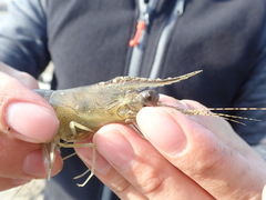 Penaeus penicillatus