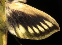Xylophanes crotonis