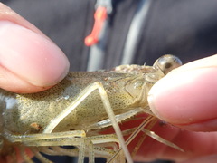 Penaeus penicillatus