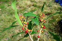 Ilex mitis mitis