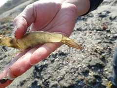 Penaeus penicillatus