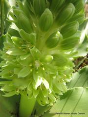 Eucomis autumnalis clavata