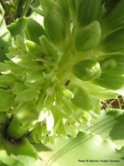Eucomis autumnalis clavata