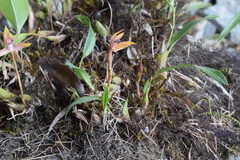 Maxillaria gorbatschowii