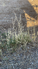 Bouteloua barbata barbata