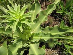Eucomis autumnalis clavata