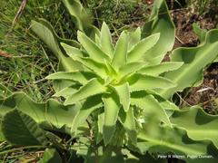 Eucomis autumnalis clavata