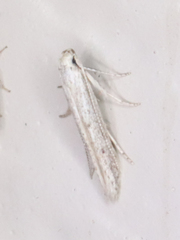 Haplochrois bipunctella