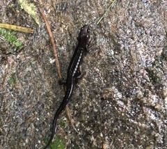 Desmognathus carolinensis