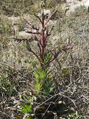Tillandsia secunda