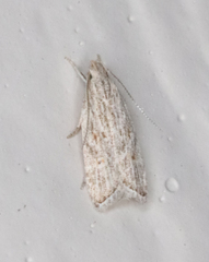 Helcystogramma chambersella
