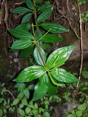 Peperomia lanceolata