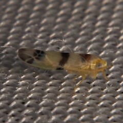 Empoa gillettei