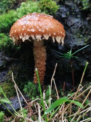 Hemistropharia