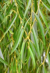 Salix