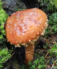 Hemistropharia