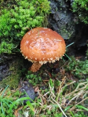 Hemistropharia