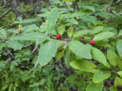 Ilex mucronata image
