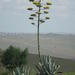 Agave americana americana - Photo (c) Shaun Swanepoel, μερικά δικαιώματα διατηρούνται (CC BY-NC-SA), uploaded by Shaun Swanepoel