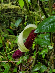 Anthurium formosum