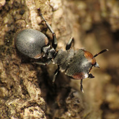 Cephalotes multispinosus