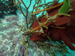 Bifurcariopsis capensis