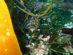 Bifurcariopsis capensis