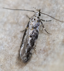 Coleotechnites florae