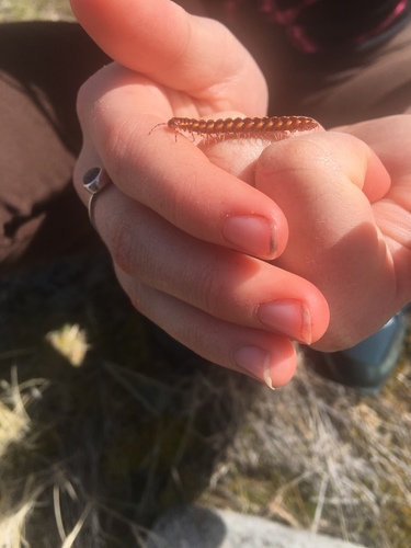 Kepolydesmus anderisus