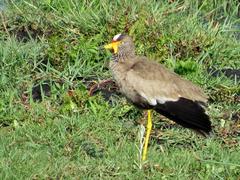 Vanellus senegallus lateralis