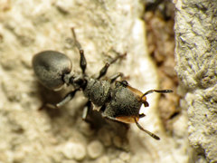Cephalotes multispinosus