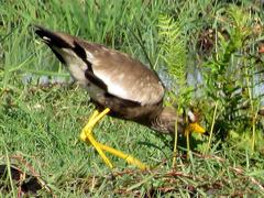 Vanellus senegallus lateralis