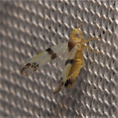 Empoa gillettei